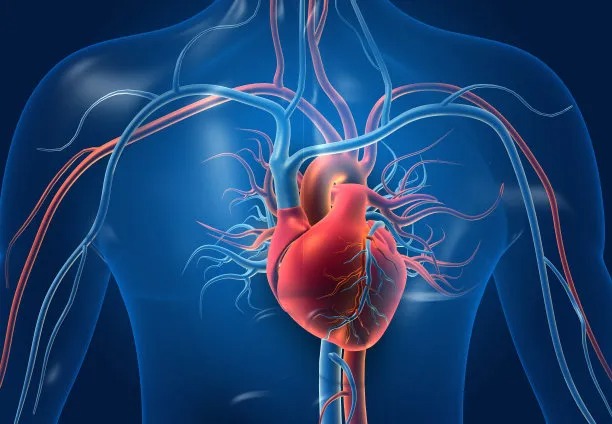 Advancements in Cross-Border Cardiovascular Disease Treatment