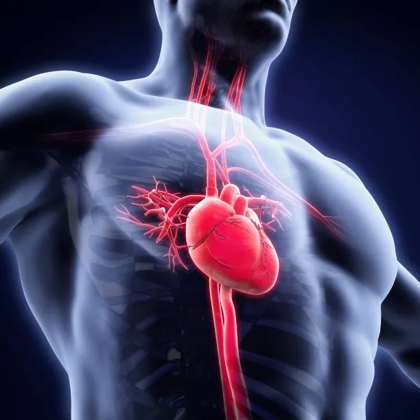 Enhancing Cardiovascular Care Across Borders