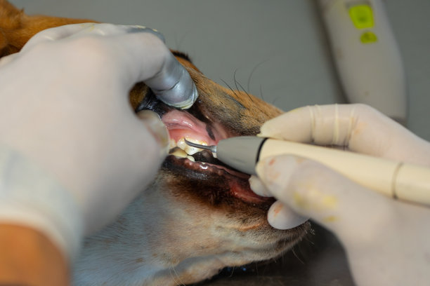 Discover Affordable and High-Quality Dental Implantation Services in Vietnam for Your Perfect Smile